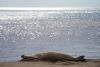 A Viral Hawaiian Monk Seal Changes The Conversation On Molokaʻi