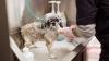 5 simple home remedies for your dog's itchy skin