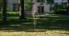 This sapling is from California. The Chicago Botanic Garden planted it on campus — and it’s surviving