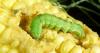 This corn-loving pest is no stranger to KY. It's been detected at a 15-year high this summer
