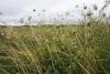 One field, many uses: A mowing question in Durham