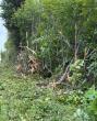 OPINION: State maintenance work making a mess of Homer roadsides