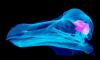 The dodo wasn't stupid after all! Scientists debunk one of history's biggest animal myths - revealing the extinct bird was just as smart as modern pigeons