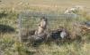 500-700 Marmots Relocated Annually Across Aimags