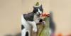 Emery Telcom Pet of the Week | Tennessee