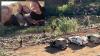 Teenage girls cross into Lebanon, forcing IDF into hours-long chase | Watch