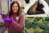 Several megalodon teeth found on ocean floor offer new clues about ancient giant
