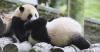 2 playful giant panda cubs caught on camera at China conservation center