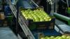 Apple harvest in Moldova could grow by 17.5% this year, while EU production expected to decline