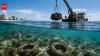 In the 1970s, the US dumped up to 2 million tyres off Florida's coast to help marine life. More than 50 years later, the cleanup is still underway