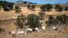 Wage change threatens California's use of goats to prevent fires