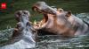 In 1980s, Colombia inherited 4 hippos left behind at Pablo Escobar's estate, but today they have grown into world's largest invasive hippo population