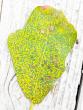 Texas A&M good for identifying diseases in plants