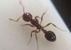 Hundreds of sites inspected in checks for fire ants