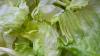 Michigan lifts special guidance for lettuce as cyclosporiasis cases decrease