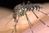 Miami-Dade Confirmed as Florida's Third Locally Acquired Dengue Case as Mosquito Control Funding Faces a November Vote