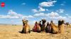When a mother camel rejects her newborn, Mongolian herders sing to reunite them; the centuries-old tradition is UNESCO-recognised