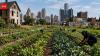 How Detroit's abandoned lots became one of America's largest urban farms