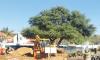 Celebrating those who protect Namibia’s indigenous flora