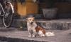 Windhoek’s New Dog Control Regulations: What The Changes Mean