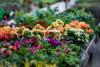 Why Are Gardeners Adding Keystone Plants to Ordinary Backyards?