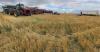 Harvest creeps closer as farmers hitting the fields soon