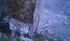 Ladakh to launch India’s first high-altitude wildlife safari for snow leopard tourism