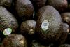 Mexican Avocados Temporary Suspension!