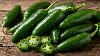 Salmonella outbreak linked to Mexican jalapenos sickens 345 across 27 US states