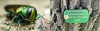 Easy Environmental Solutions Is Saving 1000’s Of Trees From Disease & Forced Removal