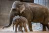 This Weekend: EleFest at the National Zoo