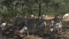 City of Yreka launches goat grazing project to reduce wildfire risk