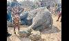 N$45m spent on human-wildlife conflict since 2019 …Kunene steps up efforts  
