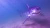 Several great white sharks spotted near Maine beach