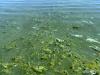 Toxic algae outbreaks are a growing health problem Wyoming needs to fix