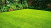 Gardeners told to scatter one bathroom item on grass for 'thicker and greener' lawns