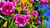 Gardeners urged to do five-minute job now to keep roses blooming into autumn