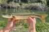 Northern California anglers can win cash for catching an invasive fish in the Eel River