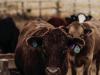 Nebraska recovery roundup: Income tax deferral options