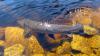 Lake sturgeon in Wisconsin photo gallery
