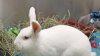 Meet the CT Humane Society's Adoptable Pet of the Week: Prince