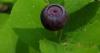 Idaho huckleberry season takes a hit after low snowpack, late frost