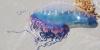 Swimmers warned over presence of portuguese man o’ war on French beaches