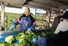 FDA Warns a California Farm Over Serious Produce Safety Violations Found in a Spring Inspection