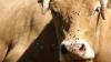 Devon farmers plunged into 'deep distress' as Bluetongue kills livestock
