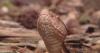 Snakes, squirrels cause Georgia school district to cancel classes for the rest of the week