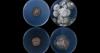 New study unearths the diverse, rock-eating fungi living beneath northern Michigan