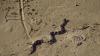 A 2-meter snake crossed a crowded beach in Hong Kong before disappearing into the sea