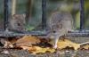 Boston to host second-ever National Urban Rat Summit this fall