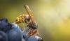 North Carolina homeowner spotted hornets by bird feeder, revealing first yellow-legged hornet foothold